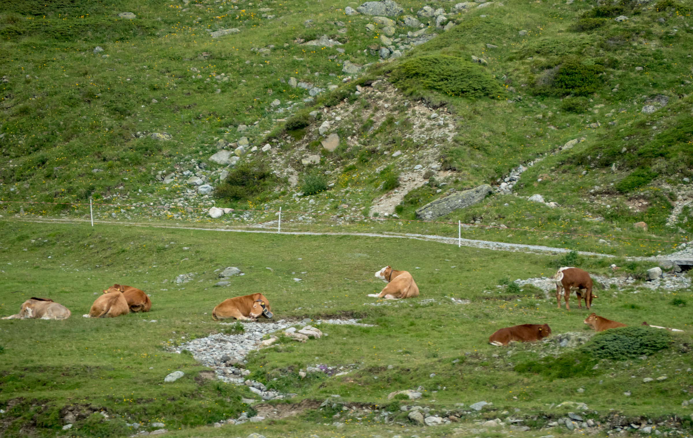 Swiss cows.